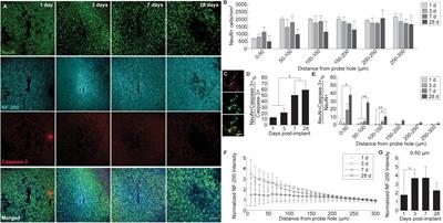 Revealing Spatial and Temporal Patterns of Cell Death, Glial Proliferation, and Blood-Brain Barrier Dysfunction Around Implanted Intracortical Neural Interfaces